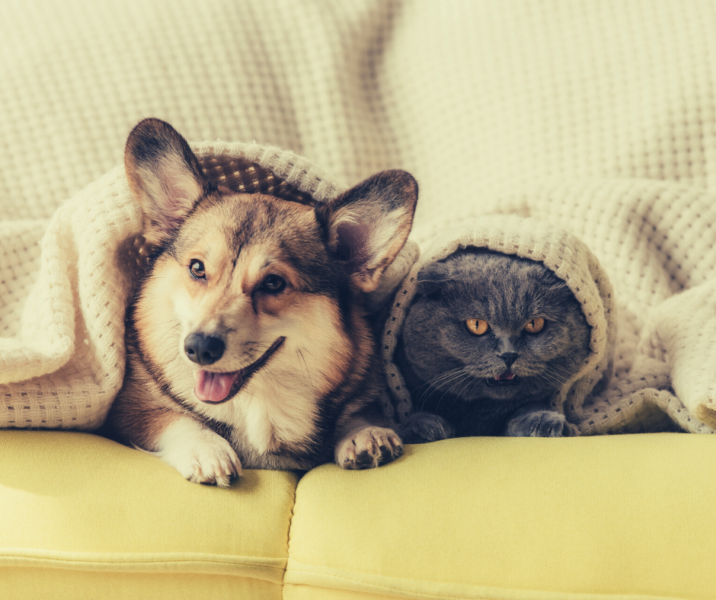 Understanding MER: Maintenance Energy Requirements for Pets